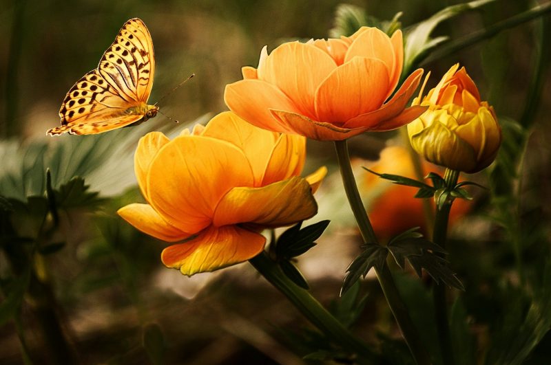 Prinsip & Efek Shutter Speed, foto kupu-kupu dan bunga